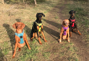 The Whole Gang